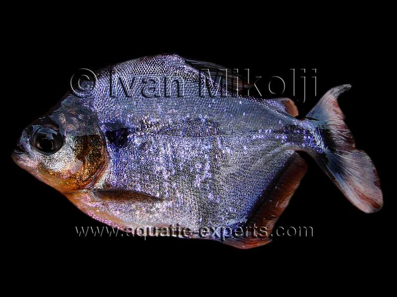 Pristobrycon calmoni